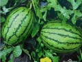 51cg6吃瓜网,揭秘娱乐圈最新热点，带你领略明星幕后故事