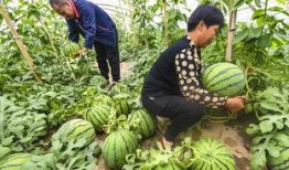 51北京朝阳村吃瓜网,51北京吃瓜网带你探秘京城美食江湖