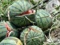 51北京朝阳村吃瓜网,51北京吃瓜网带你探秘京城美食江湖