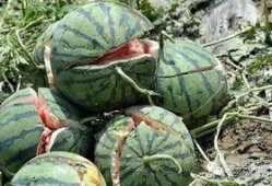 51北京朝阳村吃瓜网,51北京吃瓜网带你探秘京城美食江湖