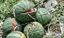 51北京朝阳村吃瓜网,51北京吃瓜网带你探秘京城美食江湖